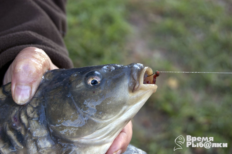 Что такое пелетс в рыбалке? Все о рыболовных пелетсах