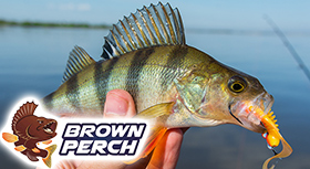 Brown-Perch-280.jpg