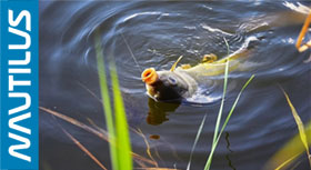 carp-banner-280.jpg
