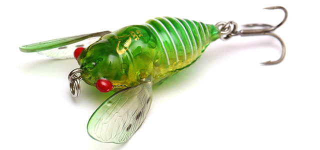 cicada-640-2.jpg