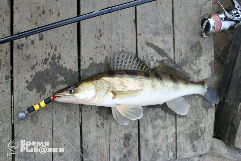 Живец на жерлицы для судака. На что ловить судака на реке. На что ловить судака на реке. Живец на жерлицы для судака. Где на шершнях ловят судака.