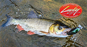 banner-lc-280.jpg