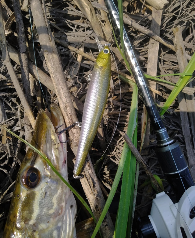 slender pointer1.jpg