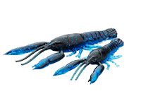 3D Crayfish Rattling -  -    