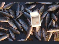 Мотыльницы - оптовый интернет-магазин товаров для рыбалки Пиранья